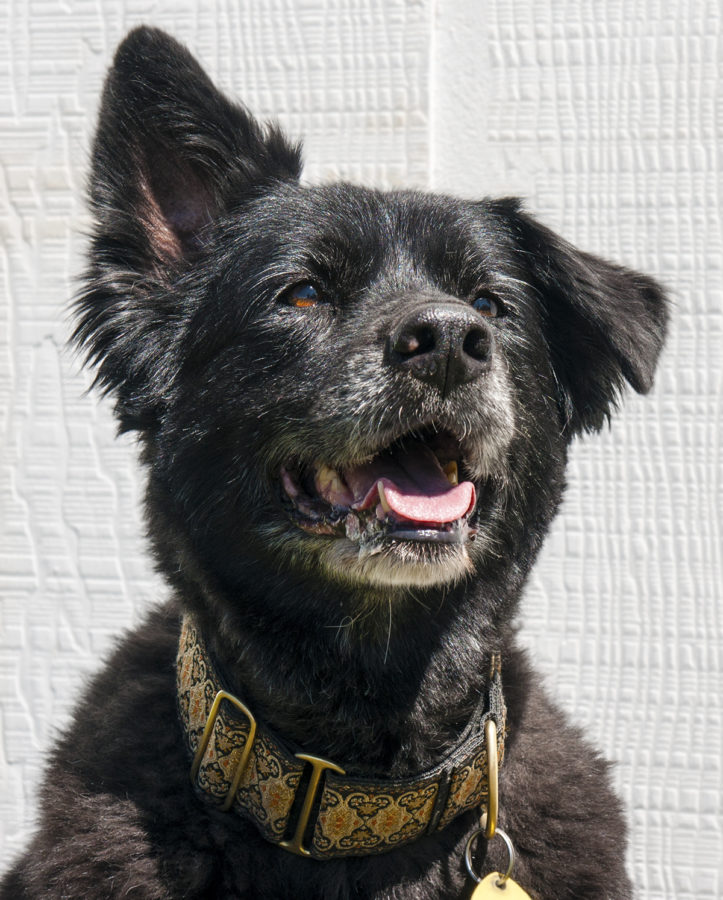 A dog posing for a photo