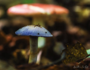 Purple and Red Fungi