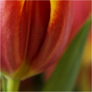 Red and orange Tulip