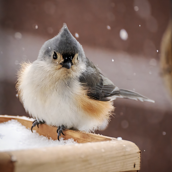 A titmouse sitting at the edge of a bird feeder during a snow storm