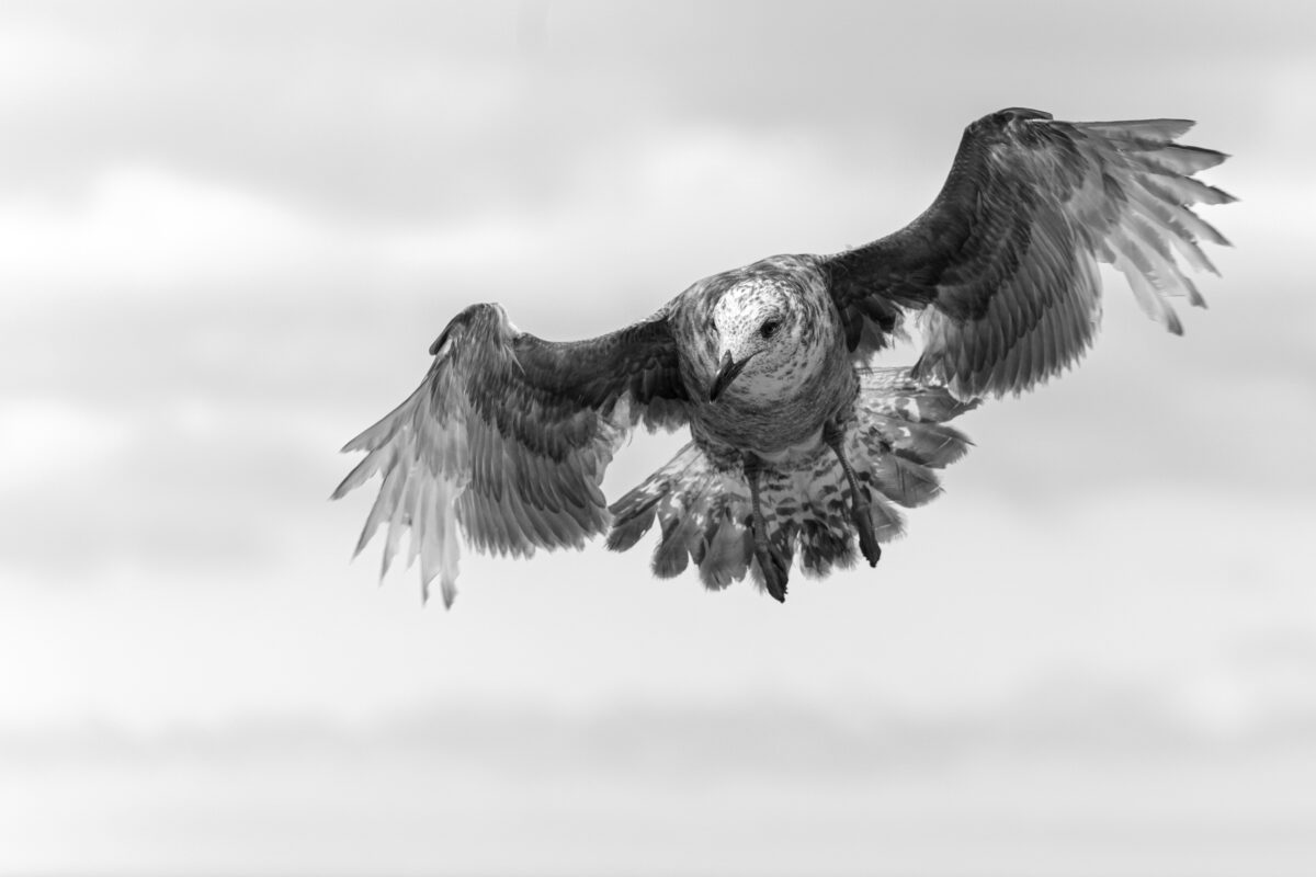 A young gull in flight